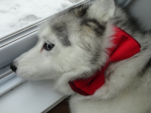 Kaya: Siberian Husky with red bow tie